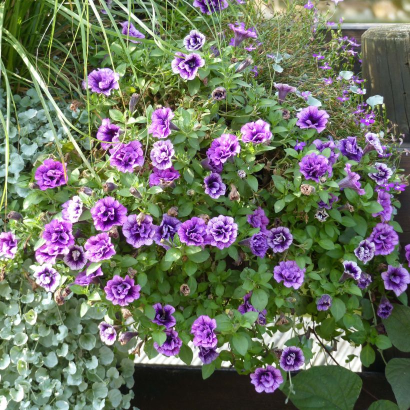 Petunia Sugar Plum (Hafen)