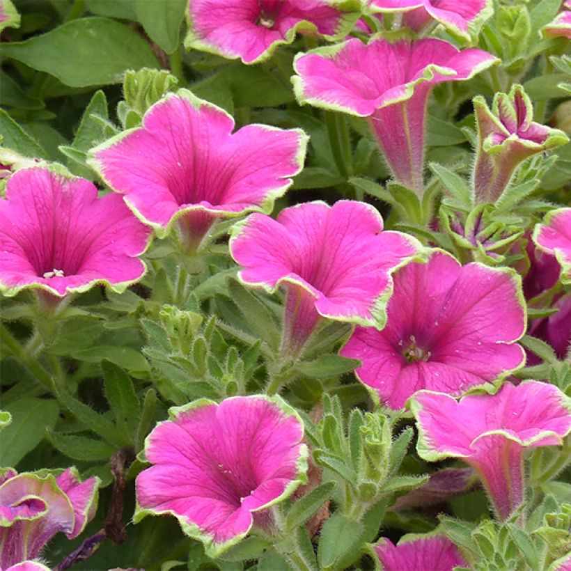 Petunia Supertunia Picasso in Pink (Blüte)