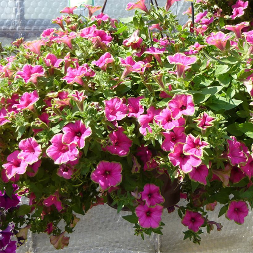 Petunia Supertunia Picasso in Pink (Hafen)