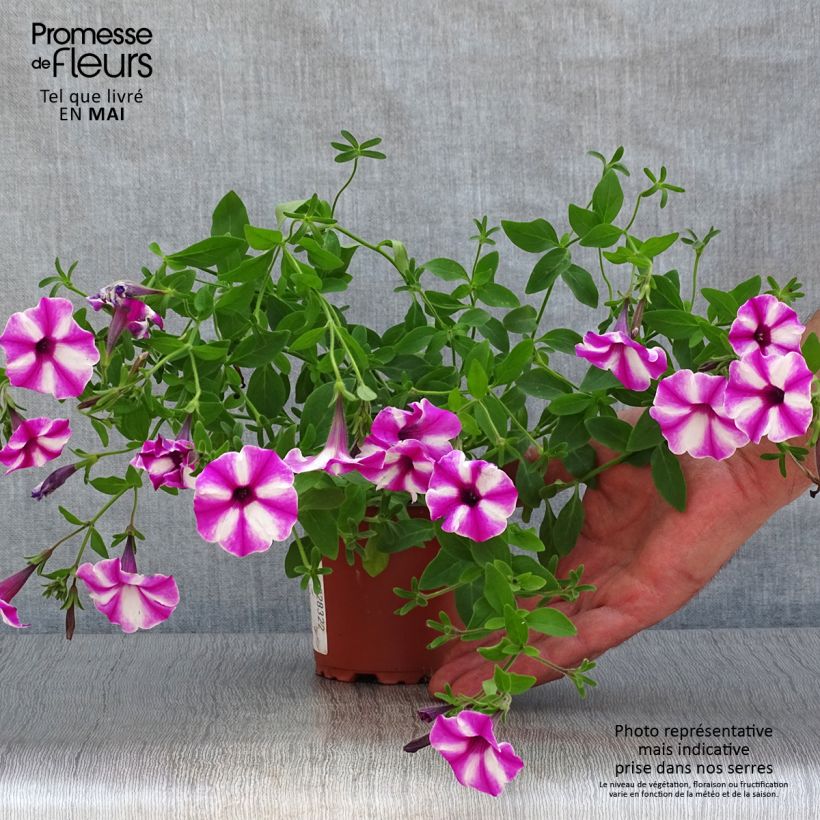 Exemplar von Petunia Raspberry Star wie im Frühjahr geliefert