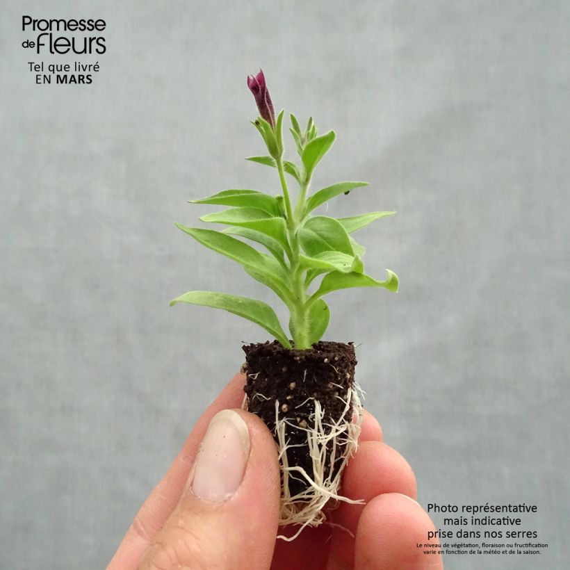 Exemplar von Pétunia Supertunia Vista® Paradise Mini-motte 2,5 cm wie im Frühjahr geliefert