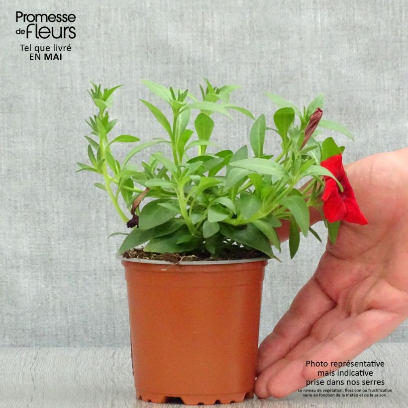 Exemplar von Petunia Surfinia Deep Red rouge fonce - pot de 10/11cm wie im Frühjahr geliefert