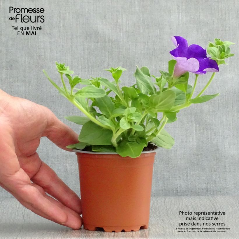 Exemplar von Petunia surfinia Giant Blue wie im Frühjahr geliefert