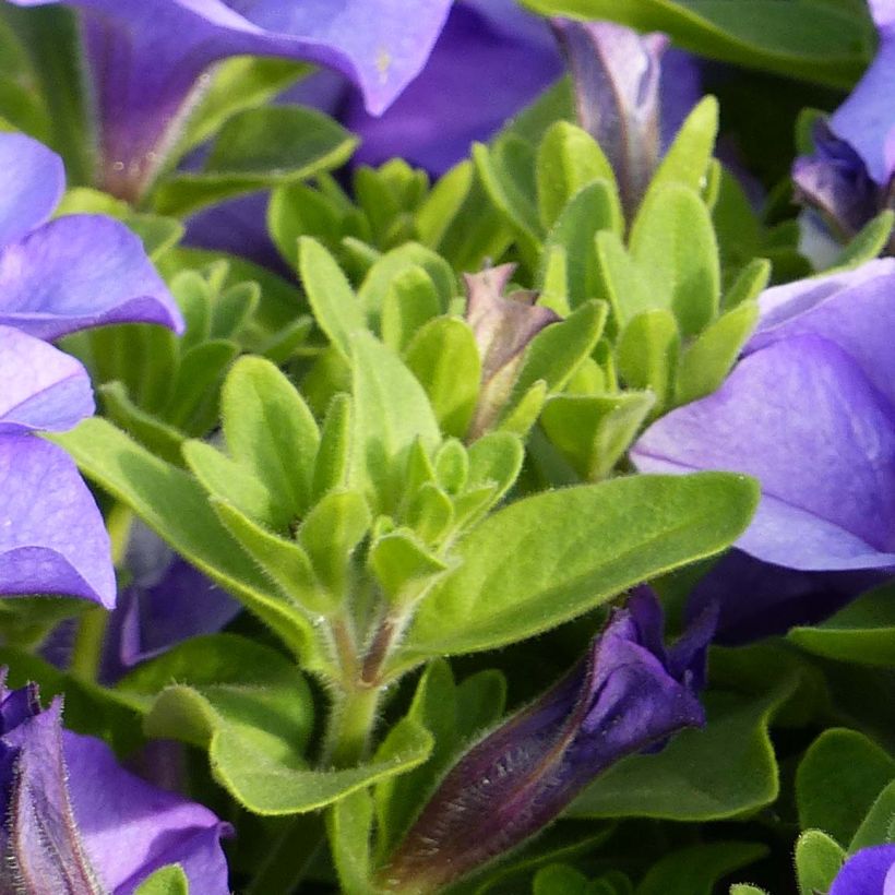 Petunia surfinia Heavenly Blue (Laub)