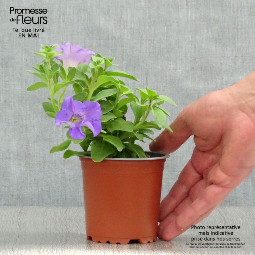 Exemplar von Petunia Surfinia Heavenly Blue - pot de 10/11cm wie im Frühjahr geliefert