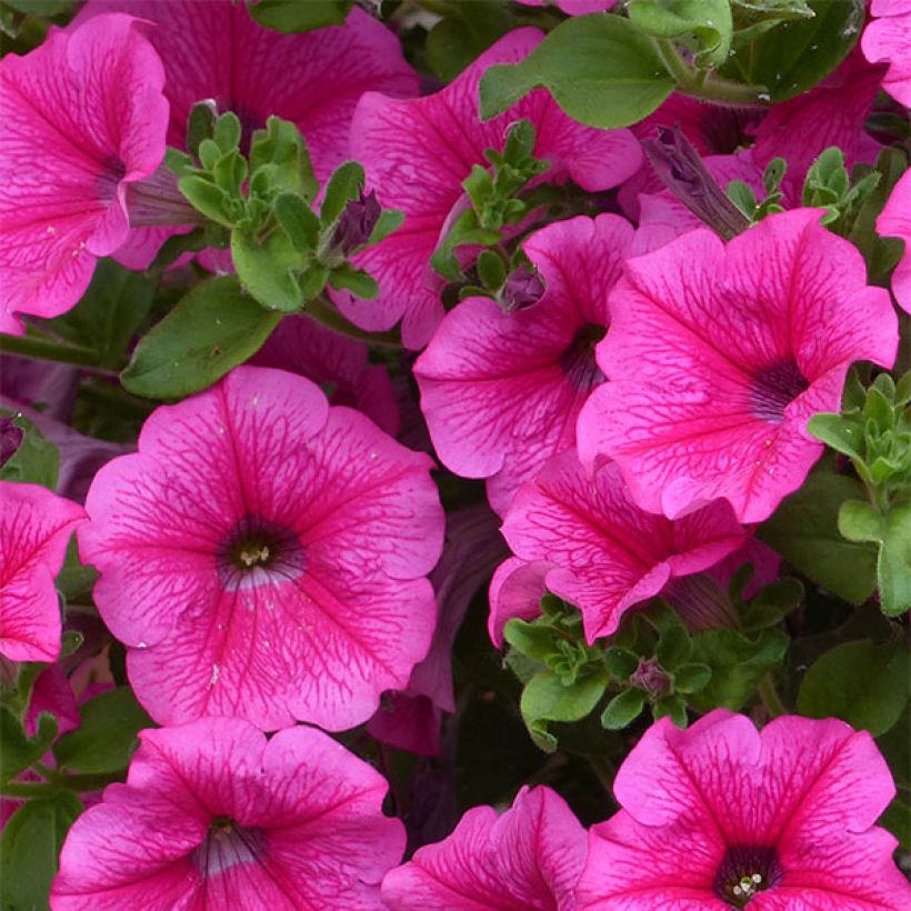 Petunia surfinia Hot Pink (Blüte)