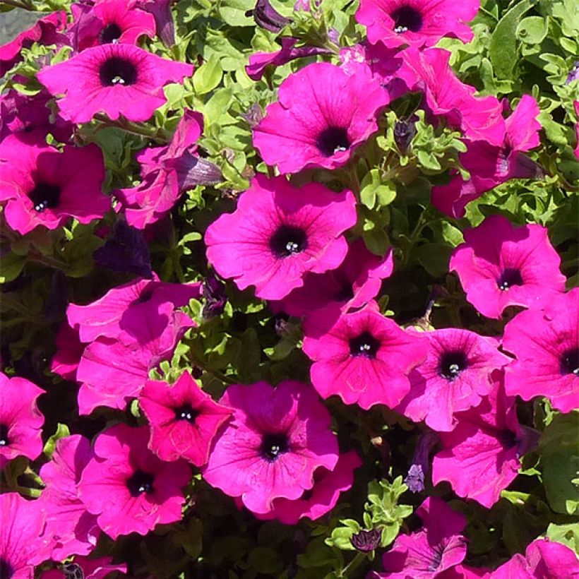 Petunia surfinia Purple (Blüte)