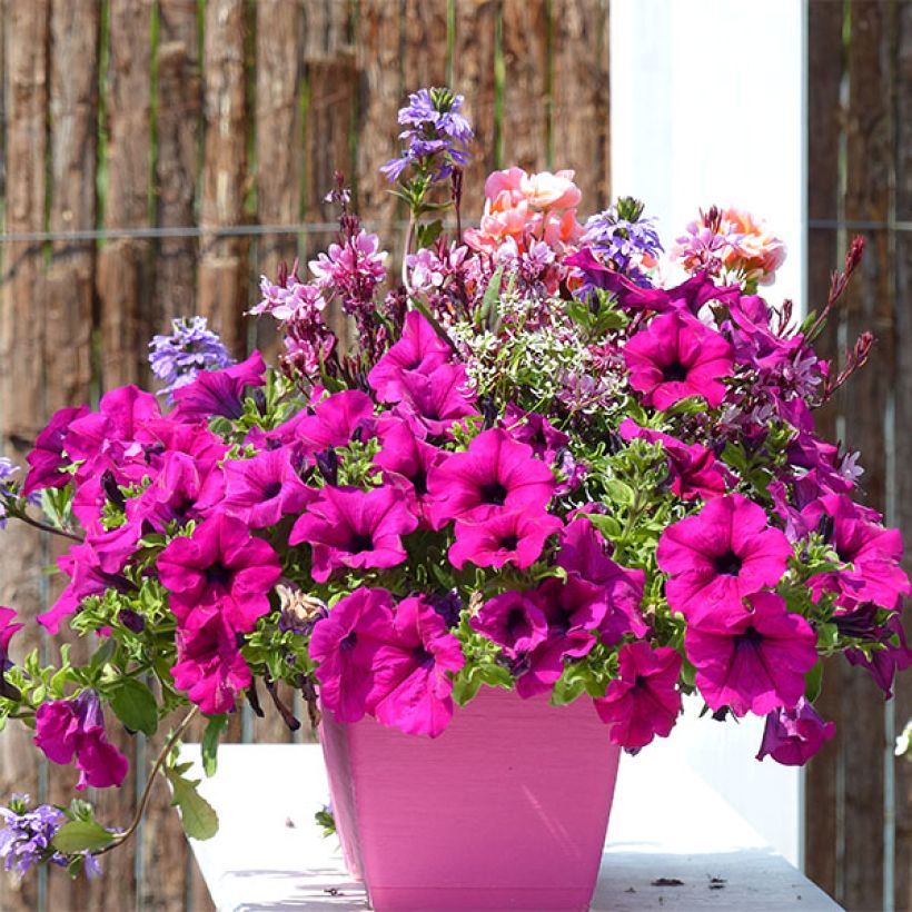 Petunia surfinia Purple (Hafen)