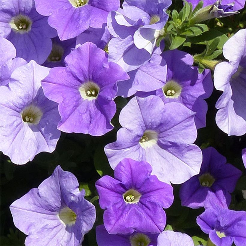 Petunia surfinia Sky Blue (Blüte)