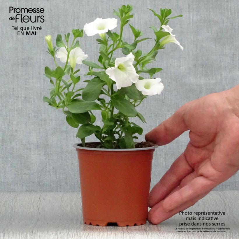 Exemplar von Petunia Surfinia Snow blanc - pot de 10/11cm wie im Frühjahr geliefert