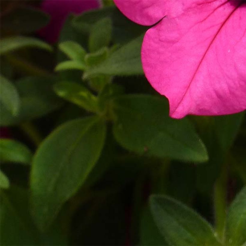 Petunia surfinia Sumo Rose (Laub)