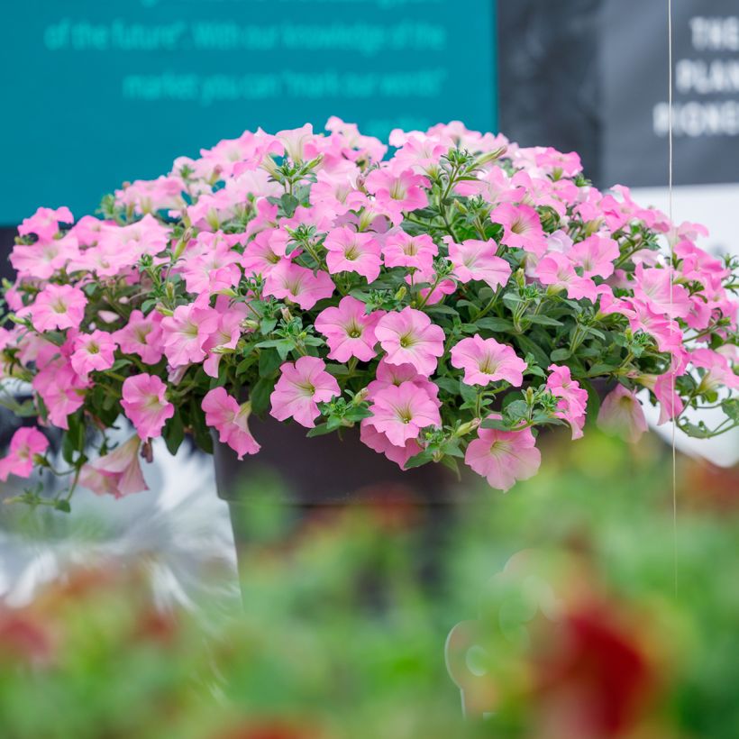 Petunia Surfinia Trailing Big Pink (Hafen)