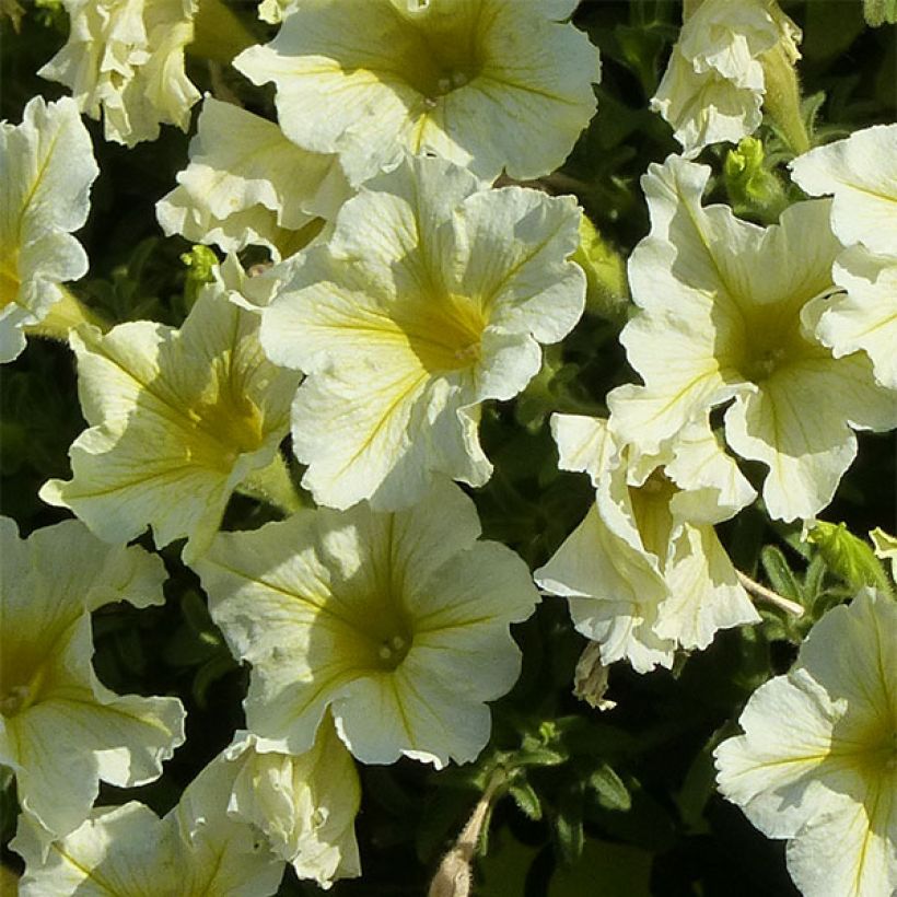 Petunia surfinia Yellow (Blüte)