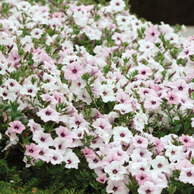 Petunia Tidal Wave F1 Silver (Blüte)