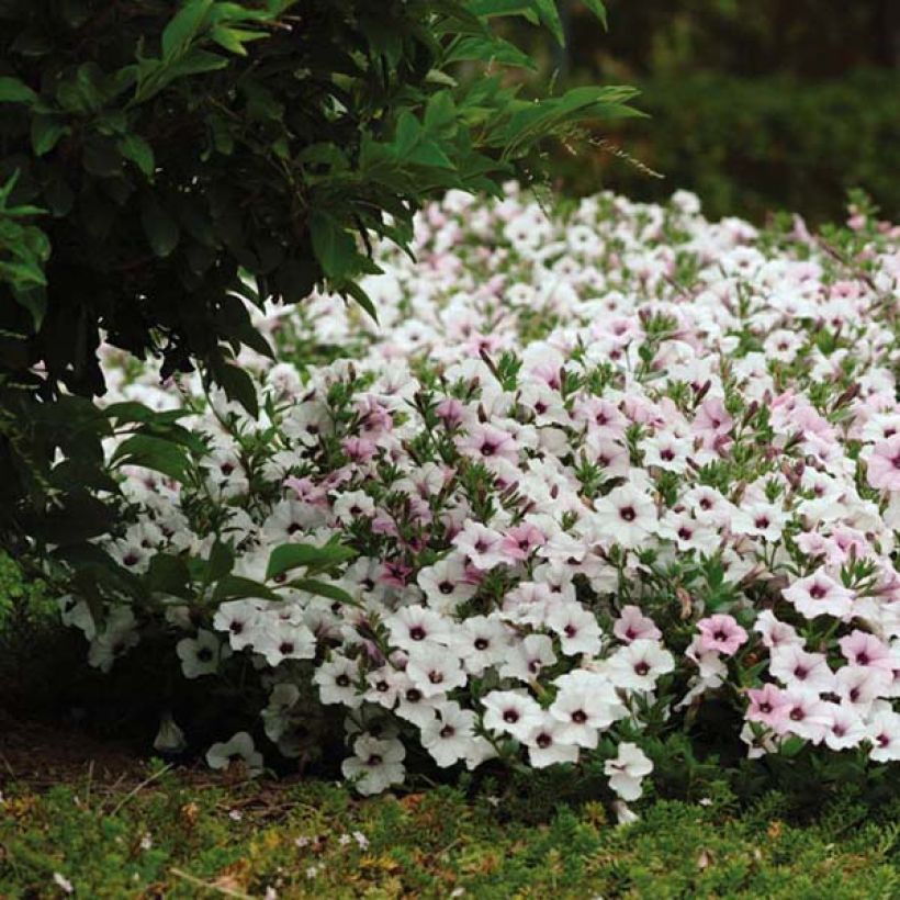 Petunia Tidal Wave F1 Silver (Hafen)