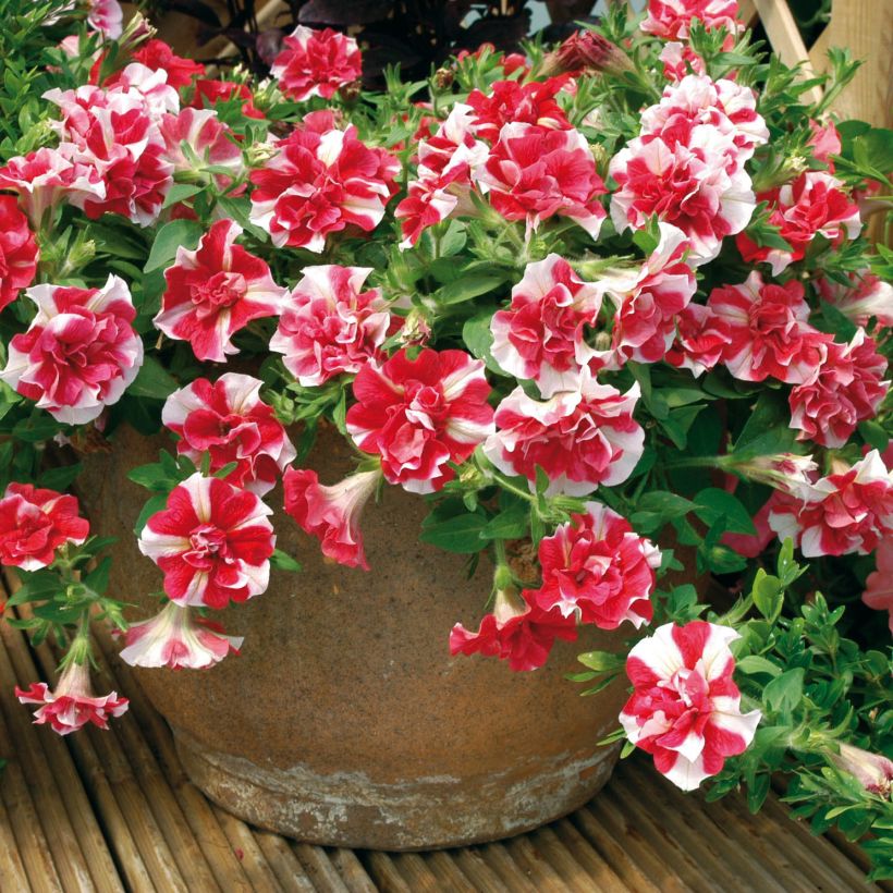 Petunia Tumbelina Cherry Ripple (Hafen)