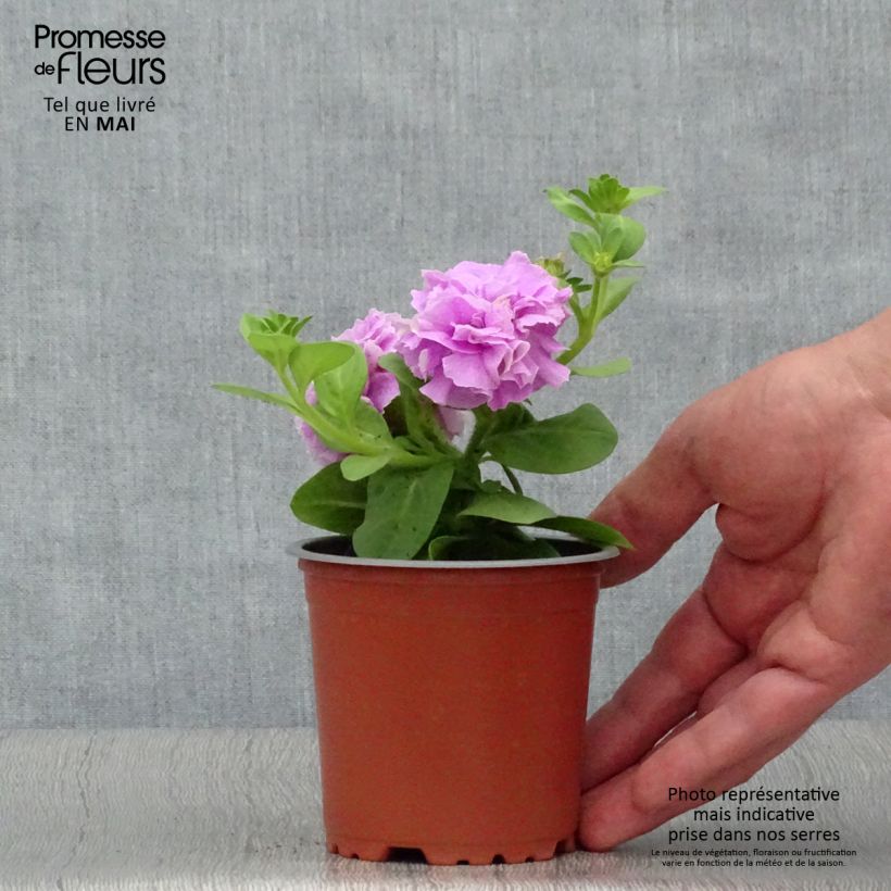 Exemplar von Petunia Tumbelina Priscilla double lavande veine - pot de 10/11cm wie im Frühjahr geliefert