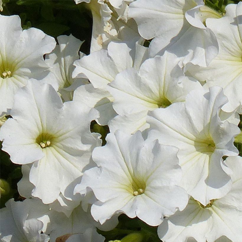 Petunia surfinia Snow (Blüte)