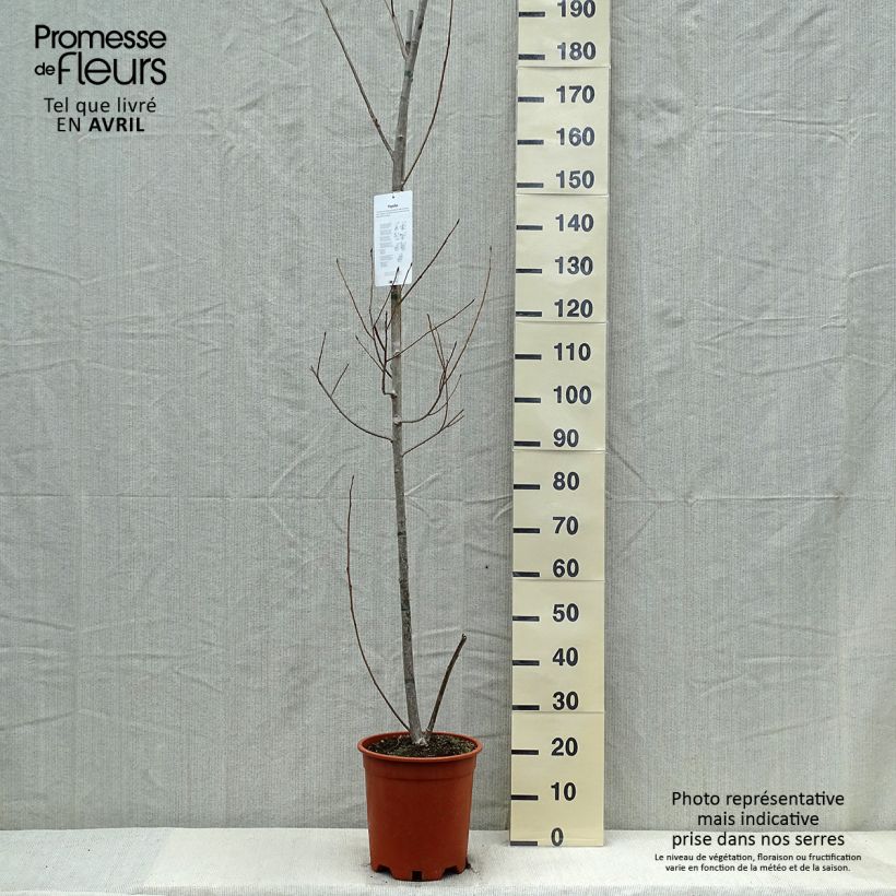 Exemplar von Bastard-Schwarz-Pappel Robusta - Populus euramericana Topf mit 7,5L/10LGelieferte Höhe ca. 170/200cm wie im Frühjahr geliefert