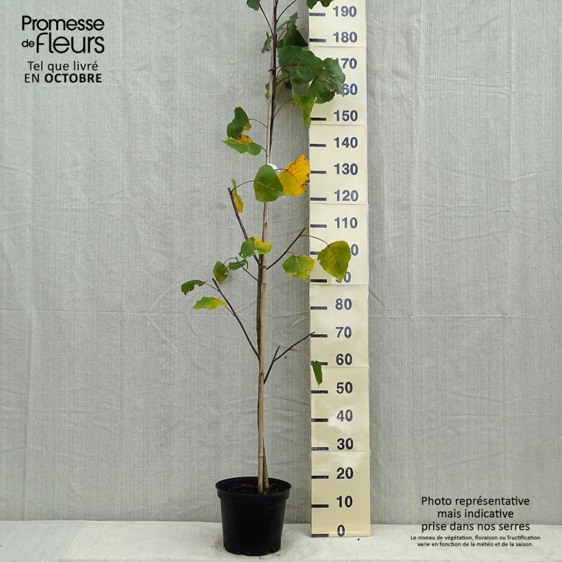 Exemplar von Peuplier pourpre - Populus deltoides Purple Tower Pot de 7,5L/10L wie im Herbst geliefert