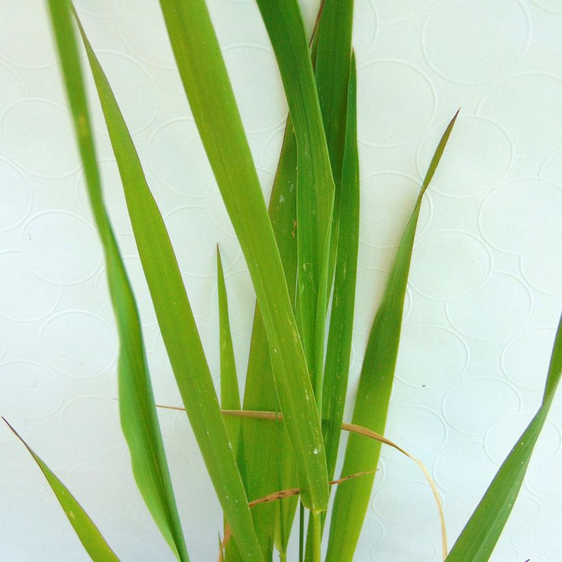 Phalaris arundinaceae - Rohr-Glanzgras (Laub)