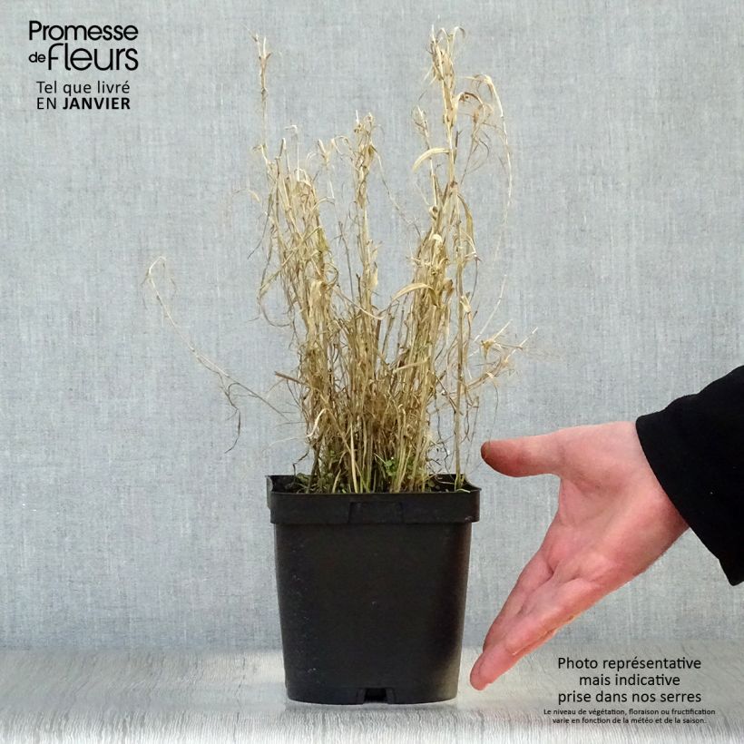 Exemplar von Phalaris arundinacea Picta - Alpiste faux-roseau en pot de 2/3 litres wie im Winter geliefert