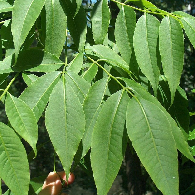 Phellodendron amurense - Amur-Korkbaum (Laub)