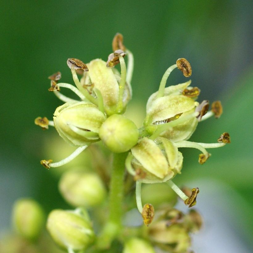 Phellodendron amurense - Amur-Korkbaum (Blüte)