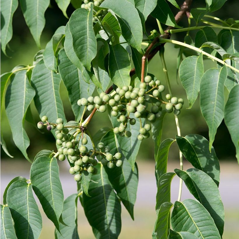 Phellodendron amurense - Amur-Korkbaum (Ernte)