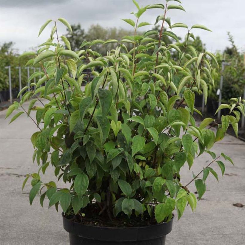 Gefüllter Gartenjasmin Albâtre - Philadelphus virginalis (Laub)