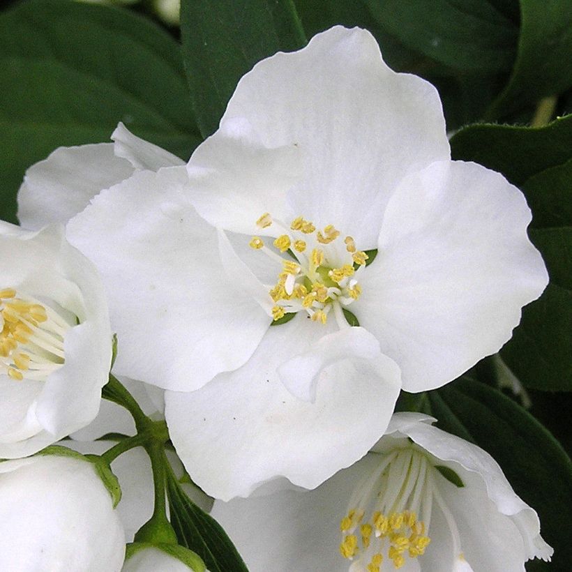 Pfeifenstrauch Bouquet Blanc - Philadelphus persica (Blüte)