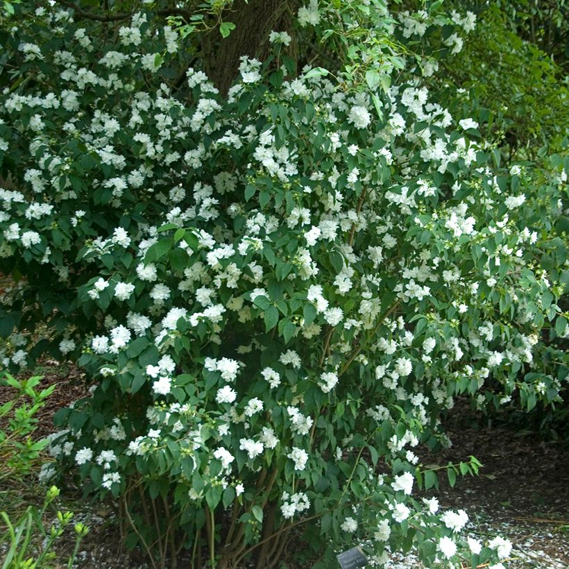 Pfeifenstrauch Bouquet Blanc - Philadelphus persica (Hafen)