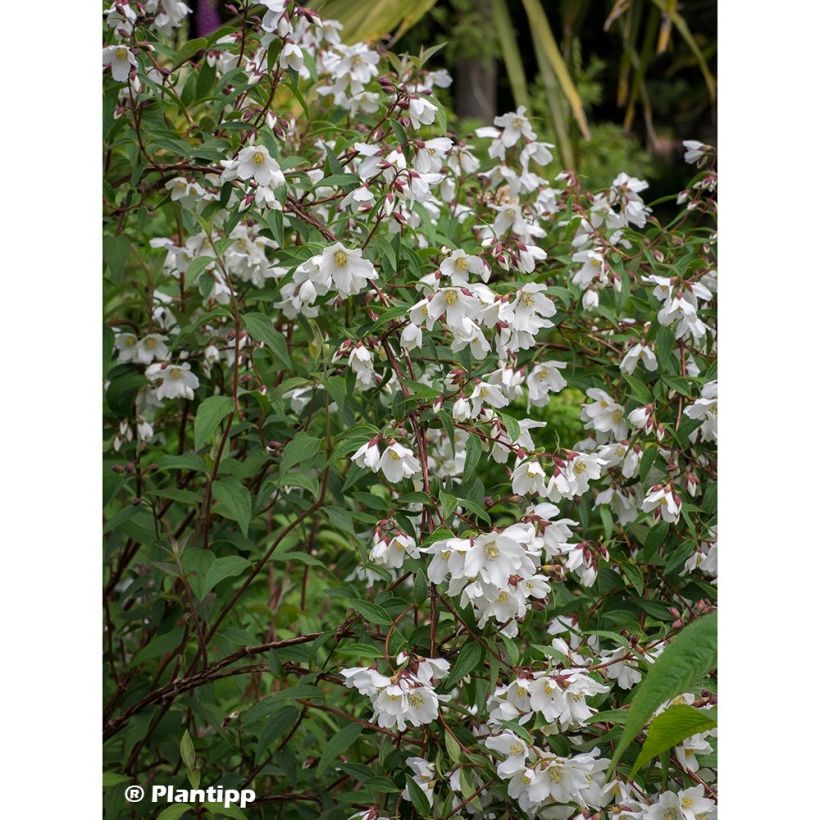 Pfeifenstrauch Dainty Lady - Philadelphus (Hafen)