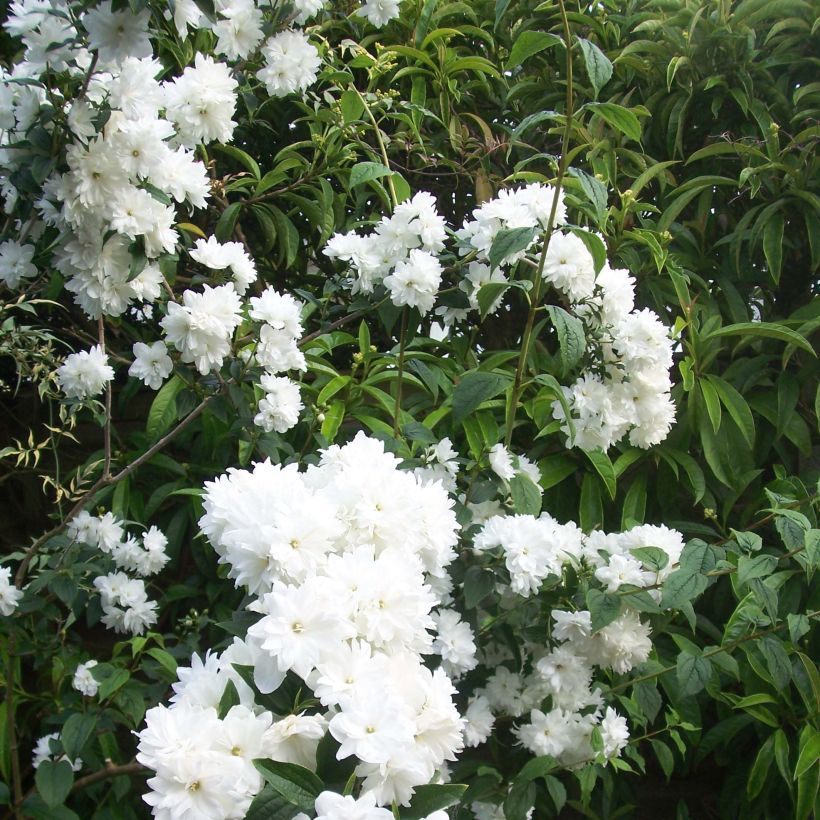 Pfeifenstrauch Frosty Morn - Philadelphus (Blüte)