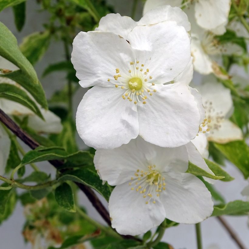 Lemoines Pfeifenstrauch Innocence - Philadelphus lemoinei (Blüte)