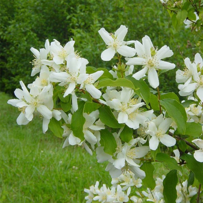 Lemoines Pfeifenstrauch - Philadelphus lemoinei (Blüte)