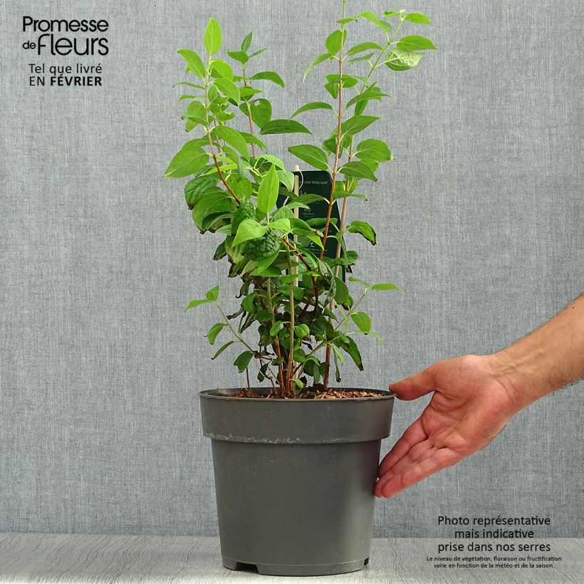 Exemplar von Philadelphus Little White Love - Seringat nain. Pot de 2L/3L wie im Herbst geliefert