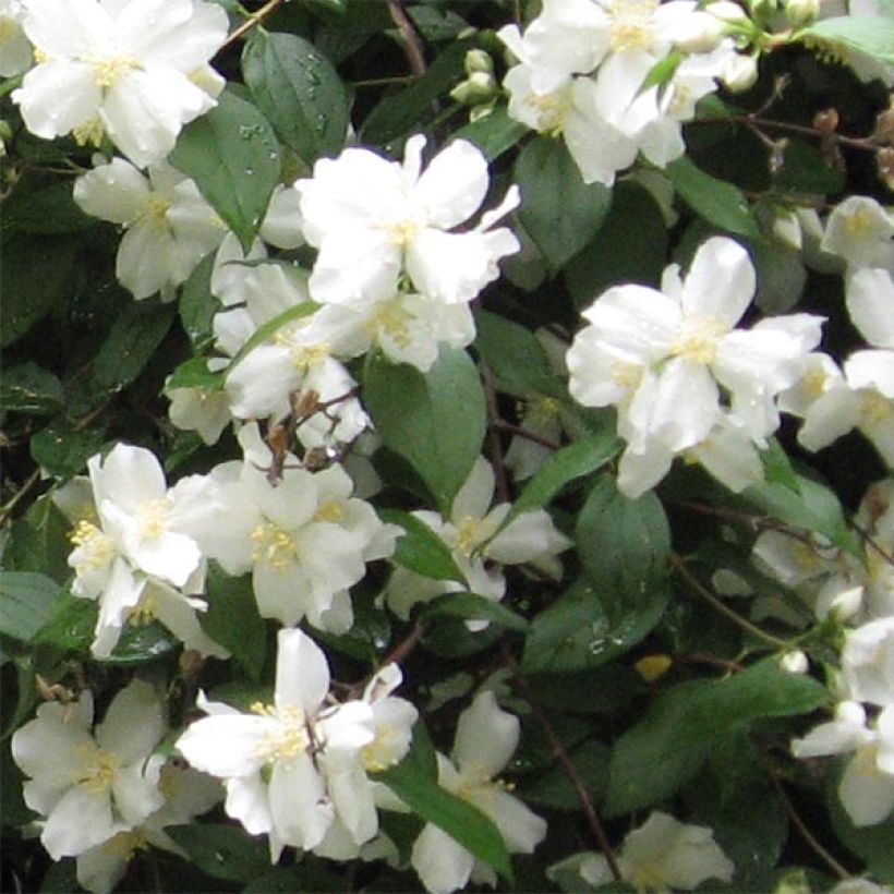 Pfeifenstrauch Virginal - Philadelphus (Blüte)