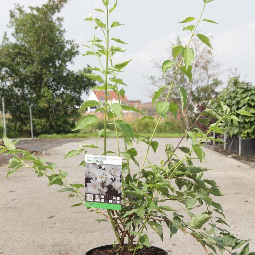 Beispiel eines Exemplars von Seringat - Philadelphus White Rock (Pekphil) Pot de 4L/5L wie geliefert