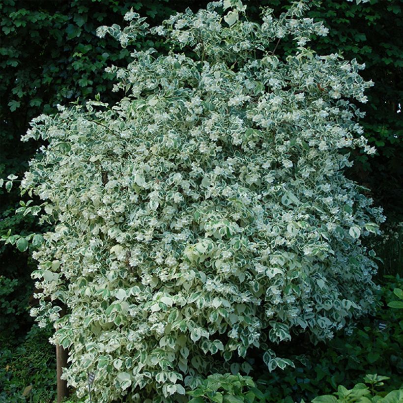 Europäischer Pfeifenstrauch Variegatus - Philadelphus coronarius (Hafen)