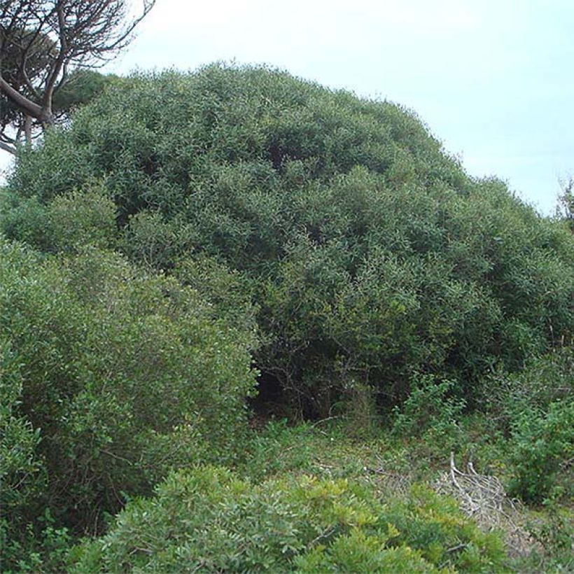 Phillyrea angustifolia (Hafen)