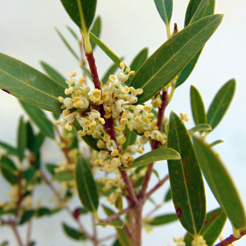 Phillyrea angustifolia (Blüte)