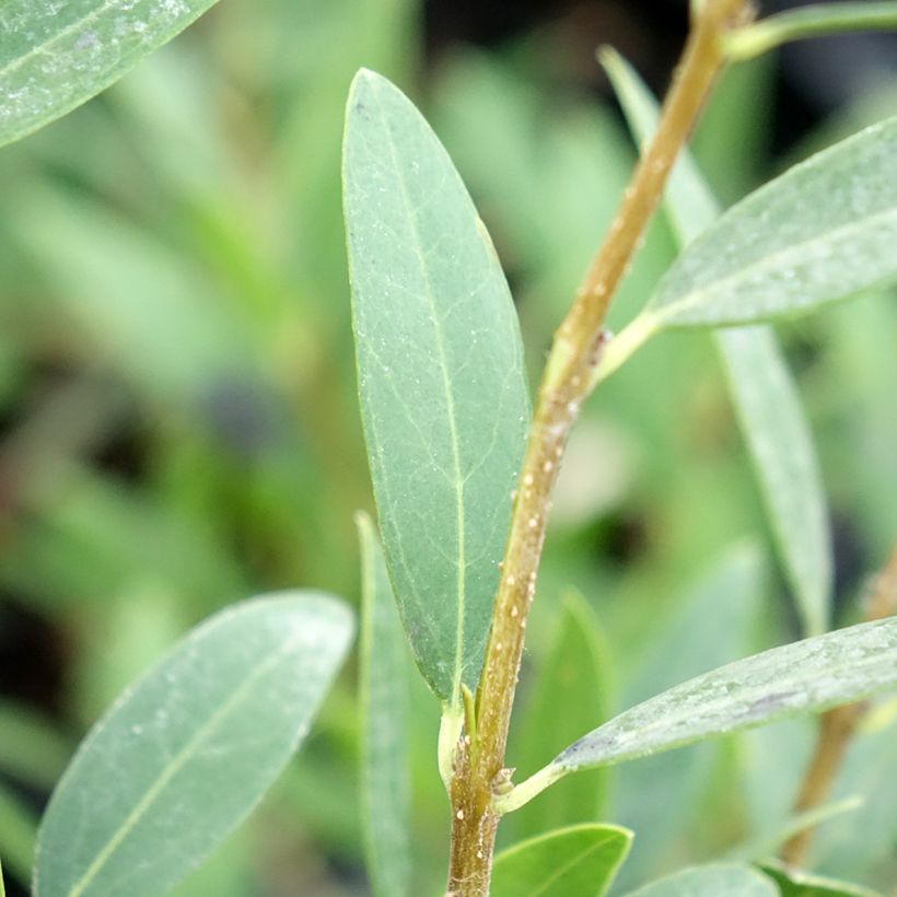 Phillyrea angustifolia Green Up (Laub)