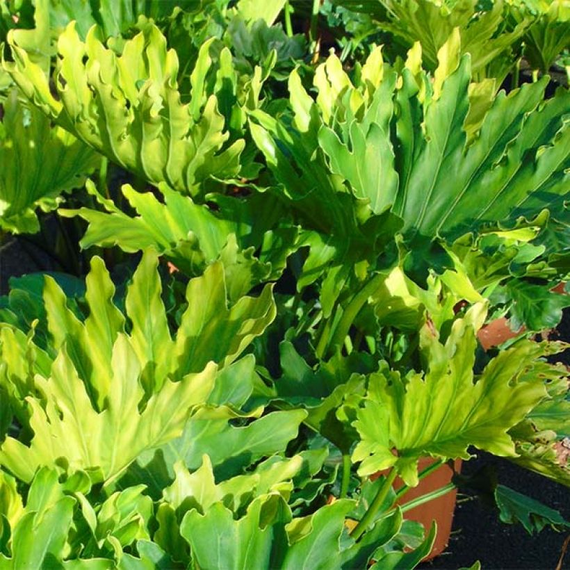 Philodendron xanadu Hope (Laub)