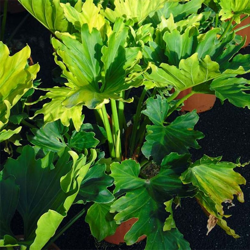 Philodendron xanadu Hope (Hafen)