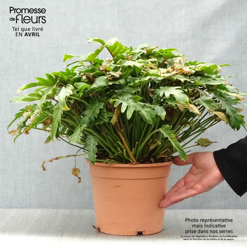 Exemplar von Philodendron xanadu - Thaumatophyllum Pot de 3L/4L wie im Frühjahr geliefert