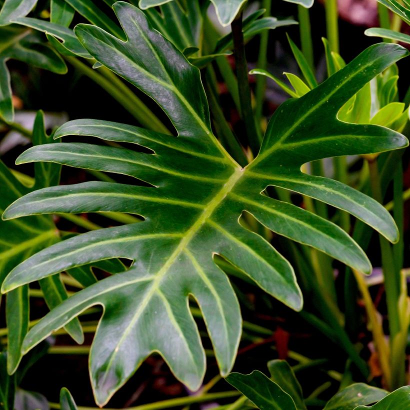 Philodendron xanadu (Laub)