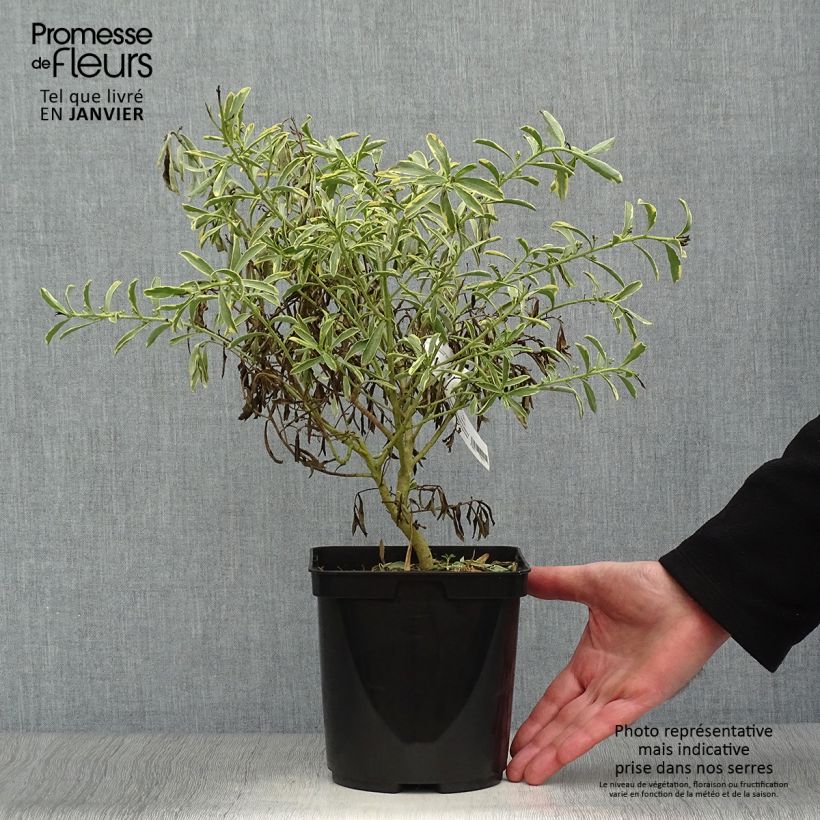 Exemplar von Philotheca (Eriostemon) myoporoides Gold Touch   wie im Winter geliefert