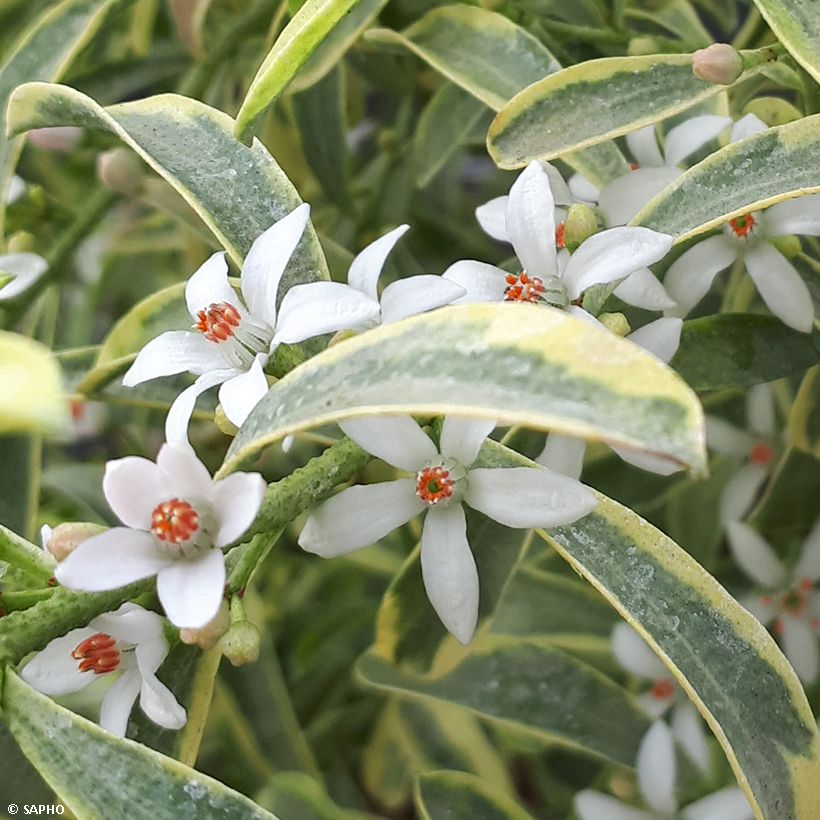 Eriostemon myoporoides Gold Touch - Langblättrige Wachsblume (Blüte)