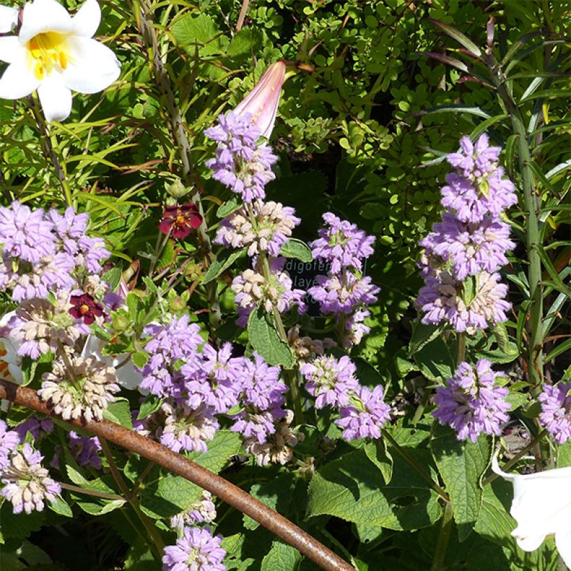 Phlomis cashmeriana - Brandkraut (Blüte)